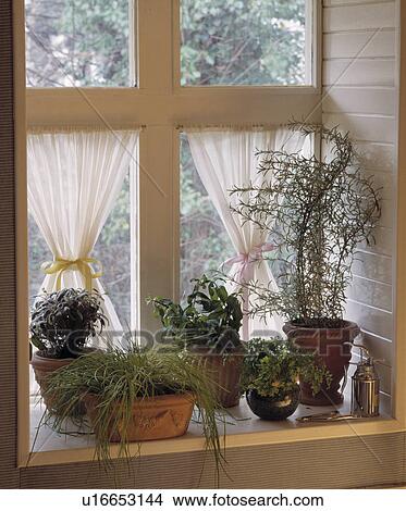 Herbs in pots on window sill View Large Photo Image Picture - Herbs in pots on window sill. Fotosearch