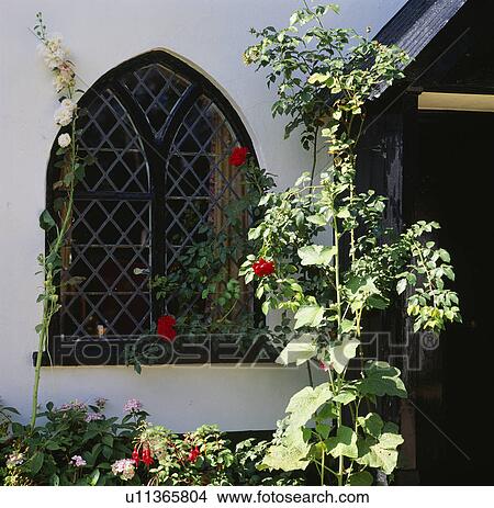 Picture - Hollyhocks and red roses in border below Gothic window with black frame on white cottage. Fotosearch