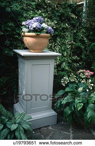 Hydrangea in terracotta pot on small outdoor storage cupboard in town garden View Large Photo Image Stock Image - Hydrangea in terracotta pot on small outdoor storage cupboard in town garden. Fotosearch