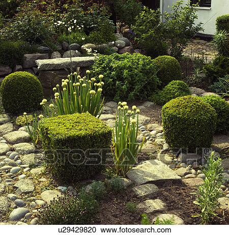 Stock Image -  Informal small peeble courtyard with box cubes and balls contrasted with clumps of alliums.. Fotosearch