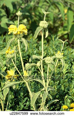 jerusalem sage, phlomis fruticosa, shrub, yellow, plants View Large Photo Image Stock Photo - jerusalem sage, phlomis fruticosa, shrub, yellow, plants. Fotosearch