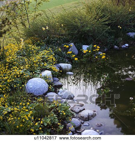 Kingcups and daffodils beside stream in country garden View Large Photo Image Stock Photo - Kingcups and daffodils beside stream in country garden. Fotosearch