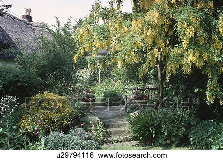 Laburnum tree and yellow genista in border beside steps leading to patio in cottage garden View Large Photo Image Stock Photograph - Laburnum tree and yellow genista in border beside steps leading to patio in cottage garden. Fotosearch