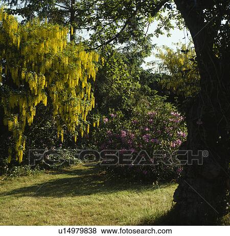 Stock Photo - Laburnum tree beside lawn in country garden in spring. Fotosearch