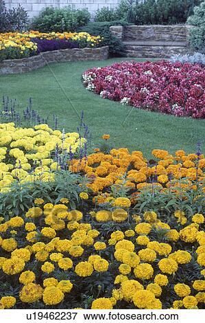 Stock Photo - Large beds of orange and yellow tagetes in suburban garden with grass path and circular bed of red begonias. Fotosearch
