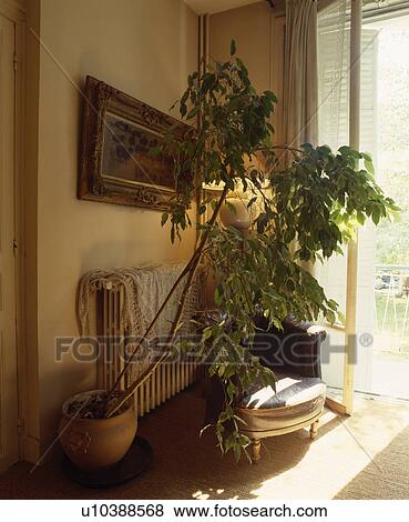 Stock Photo - Large houseplant in living room. Fotosearch