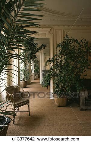Large houseplants and small wicker chair in cream hall with long corridor and sisal carpet View Large Photo Image Stock Image - Large houseplants and small wicker chair in cream hall with long corridor and sisal carpet. Fotosearch