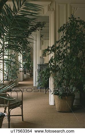 Large houseplants in cream hall with long corridor and sisal carpet View Large Photo Image Picture - Large houseplants in cream hall with long corridor and sisal carpet. Fotosearch