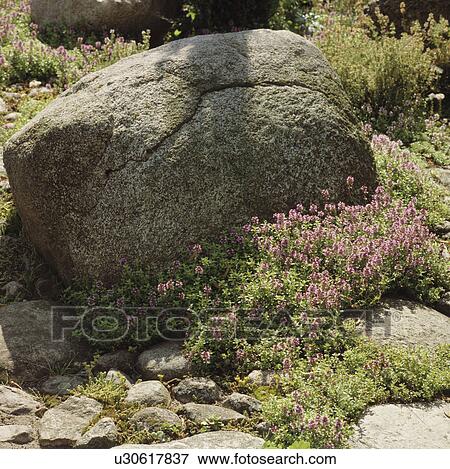 Stock Photo - Large smooth stones in rockery garden. Fotosearch