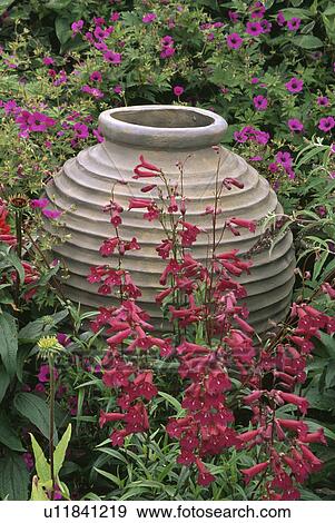 Stock Photo - Large terracotta pots in flowering summer borders. Fotosearch