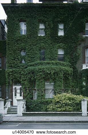 Stock Image - Large three storey townhouse covered with parthenocissus. Fotosearch