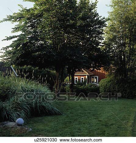 Stock Image - Large tree and shady lawn in country garden with house in the background. Fotosearch
