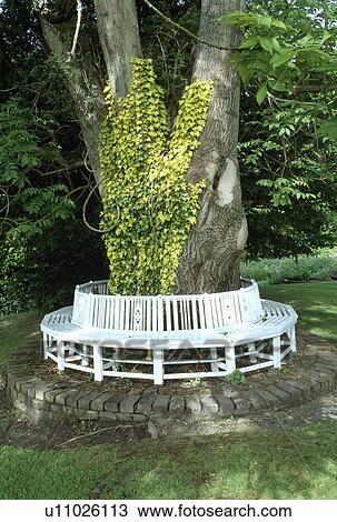 Stock Image - Large tree in country garden in summer. Fotosearch