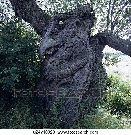 Large tree in country garden in summer View Large Photo Image Stock Image - Large tree in country garden in summer. Fotosearch