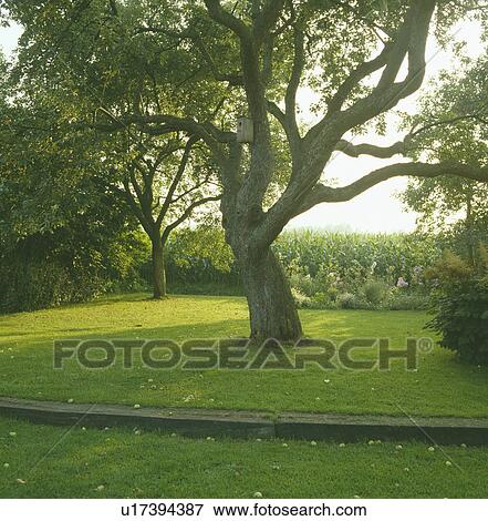Stock Photo - Large tree on stone-edged lawn in summer country garden. Fotosearch