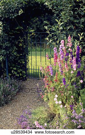 Larkspur beside gravel path and iron gate in hedge in country garden in summer View Large Photo Image Picture - Larkspur beside gravel path and iron gate in hedge in country garden in summer. Fotosearch