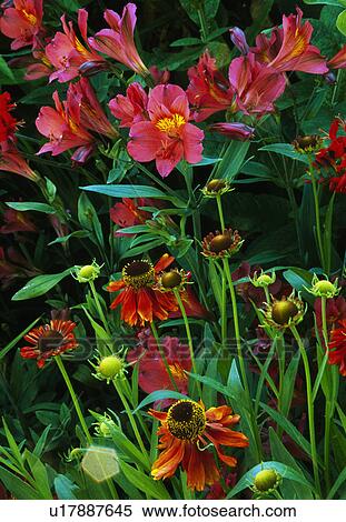 Stock Photography - Late summer pairing of helenium with alstromoeria,. Fotosearch