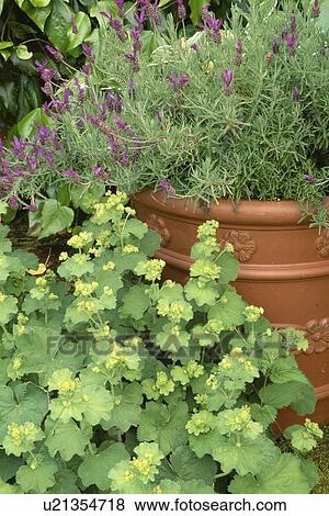 Lavender in pot in country garden View Large Photo Image Stock Photo - Lavender in pot in country garden. Fotosearch