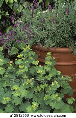 Stock Photograph - Lavender in pot in country garden. Fotosearch
