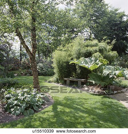 Stock Photo - Lawn and wooden bench below tall gunnera and arundinaria in large country garden in summer. Fotosearch