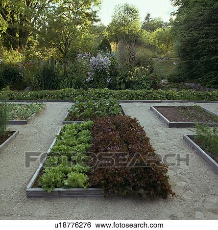 Lettuce in raised beds in formal vegetable garden with frit paths View Large Photo Image Stock Photograph - Lettuce in raised beds in formal vegetable garden with frit paths. Fotosearch
