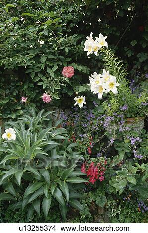 Lilium "Regale" and campanula "poscharskyana" in pot beside helleborus leaves in summer garden border View Large Photo Image Picture - Lilium "Regale" and campanula "poscharskyana" in pot beside helleborus leaves in summer garden border . Fotosearch