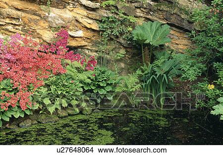 Lush plants around pond in country garden in summer View Large Photo Image Picture - Lush plants around pond in country garden in summer. Fotosearch
