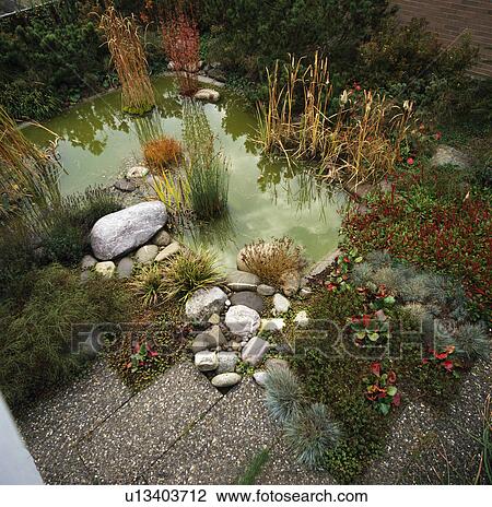 Stock Image - Lush plants around pond in country garden in summer. Fotosearch
