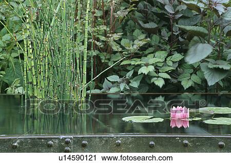 Stock Image - Lush plants around pond in country garden in summer. Fotosearch