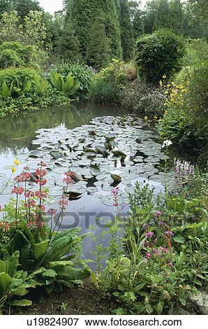 Lush plants around pond in country garden in summer View Large Photo Image Stock Photo - Lush plants around pond in country garden in summer. Fotosearch