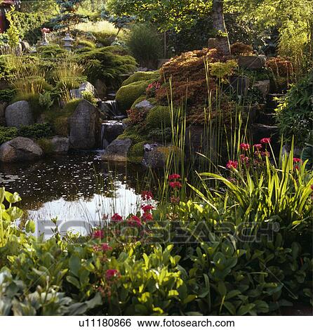 Stock Photograph - Lush plants around pond in country garden in summer. Fotosearch