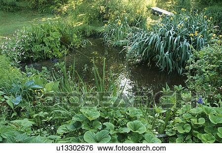 Lush plants around pond in country garden in summer View Large Photo Image Stock Photograph - Lush plants around pond in country garden in summer. Fotosearch