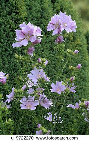 Stock Image - mallow, pastel, pink, plants. Fotosearch
