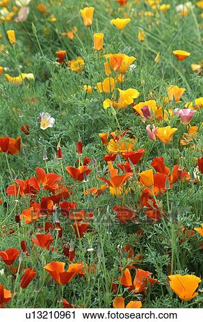 meconopsis cambrica, summer, orange, yellow, perennials, welsh poppy, plants View Large Photo Image Stock Image - meconopsis cambrica, summer, orange, yellow, perennials, welsh poppy, plants. Fotosearch