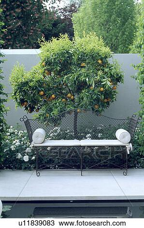 Stock Image - Metal bench below citrus tree in walled garden in summer. Fotosearch