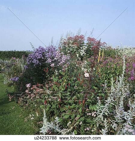 Stock Photo - Michaelmas daisies in border in large country garden in late summer. Fotosearch