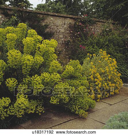 Narrow border with euphorbia and Jerusalem sage backed by a high stone wall View Large Photo Image Stock Image - Narrow border with euphorbia and Jerusalem sage backed by a high stone wall. Fotosearch