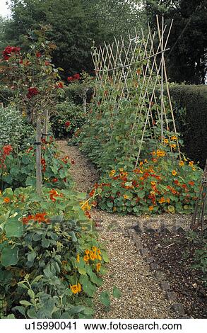 Stock Image - Nasturtiums and runner beans on cane supports in country vegetable garden in summer. Fotosearch