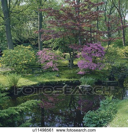 Natural pond and woodland in spring garden with pink azaleas View Large Photo Image Stock Image - Natural pond and woodland in spring garden with pink azaleas. Fotosearch
