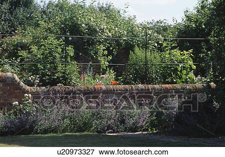 Nepeta growing below old brick wall and iron railings View Large Photo Image Stock Photo - Nepeta growing below old brick wall and iron railings. Fotosearch