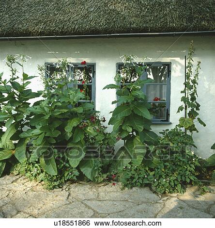 Nicotiana sylvestris in border in front of thatched white cottage View Large Photo Image Stock Photograph - Nicotiana sylvestris in border in front of thatched white cottage. Fotosearch