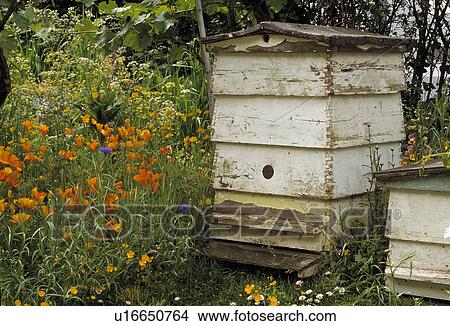 Old bee hives in wildflower border in country garden View Large Photo Image Picture - Old bee hives in wildflower border in country garden. Fotosearch