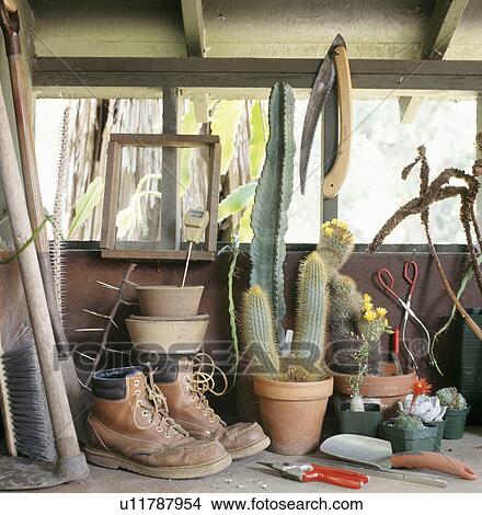 Old leather boots and cacti with gardening tools on shelf View Large Photo Image Picture - Old leather boots and cacti with gardening tools on shelf. Fotosearch