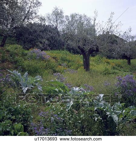 Olive grove in a wild flower meadow with a row of cardoons View Large Photo Image Stock Image - Olive grove in a wild flower meadow with a row of cardoons. Fotosearch