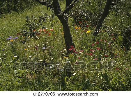 Olive tree in wild Mediterranean garden View Large Photo Image Stock Photograph - Olive tree in wild Mediterranean garden. Fotosearch