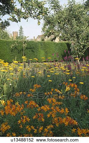 Orange alstroemeria and yellow achillea in summer garden border with apple trees & clipped hedge in background View Large Photo Image Stock Image - Orange alstroemeria and yellow achillea in summer garden border with apple trees & clipped hedge in background. Fotosearch