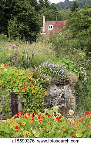 Stock Photograph - Orange and red nasturtiums tumbling over wall of raised overgrown garden with cottage in the background. Fotosearch