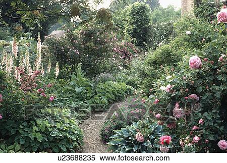 Stock Photography - Pale pink roses and digitalis in pink themed summer garden borders on either side of winding gravel path. Fotosearch