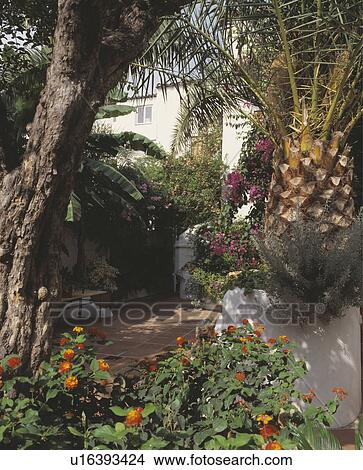 Palm trees in courtyard of Spanish villa View Large Photo Image Picture - Palm trees in courtyard of Spanish villa. Fotosearch
