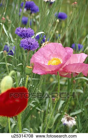 papaver, poppy, centaurea cyanus, cornflower, pink, plants View Large Photo Image Stock Photo - papaver, poppy, centaurea cyanus, cornflower, pink, plants. Fotosearch